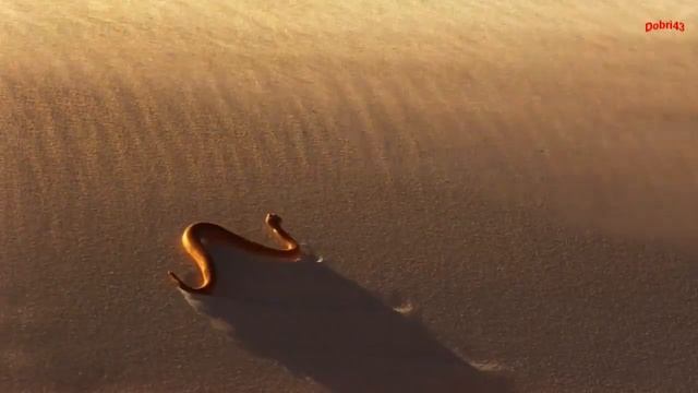 Омар Хайям - Дай чашу и слушай (Omar Khayyam)