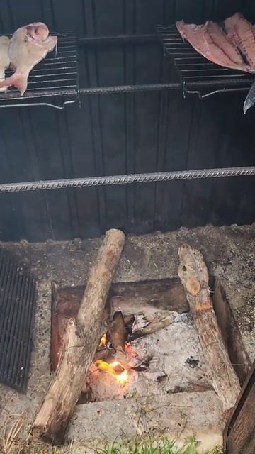 Smoked Kahawai Snapper and Koheru #shorts смотреть онлайн