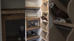 Tauben Голуби Спаривания