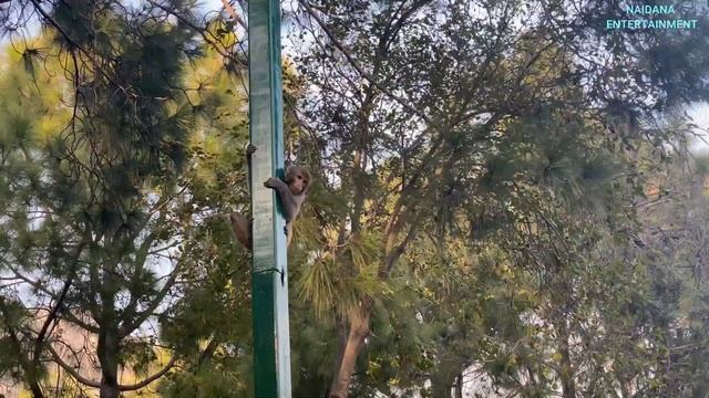 THIS IS REAL PAKISTAN! ISLAMABAD | Day 1 | ТАКИЙ ВІН - ПАКИСТАН! ІСЛАМАБАД | День 1 | #NaidanaVlog смотреть онлайн