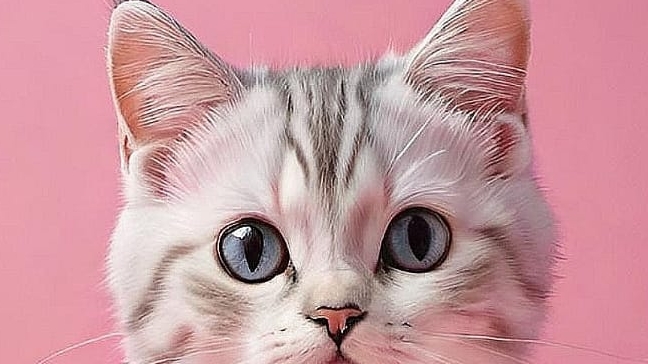 бандитка смотреть онлайн