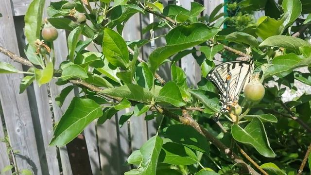 Бабочка - гигантский парусник. смотреть онлайн
