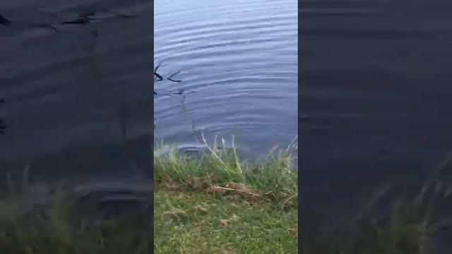 Manatee Comes Ashore in Florida to Feast on Grass смотреть онлайн