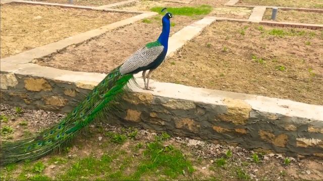 Павлин ) смотреть онлайн