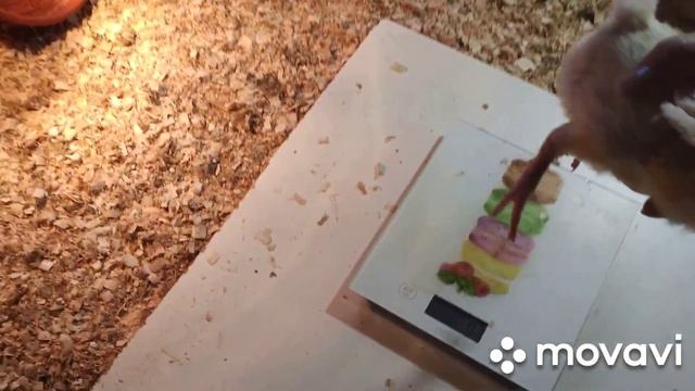 Новый загон для бройлеров. Переселение бройлеров из брудера в загон. смотреть онлайн