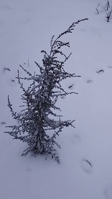 #живаяприрода #природа #зима смотреть онлайн