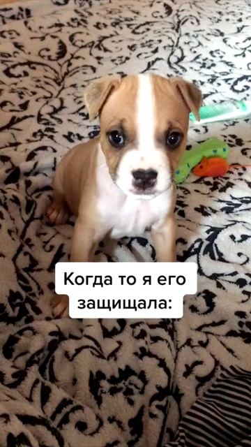 ПРИКОЛЫ С ЖИВОТНЫМИ Смешные коты Приколы с котами Смешные животные Собаки смотреть онлайн