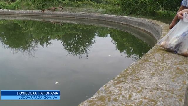 У лозівських водяників живуть коропи-коі смотреть онлайн