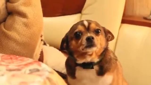 собаку ругают) смотреть онлайн