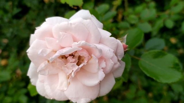 Доверенное 296 серия русская озвучка | Анонс и Дата выхода смотреть онлайн