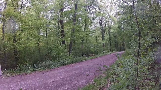 Delphi Run 2017 смотреть онлайн