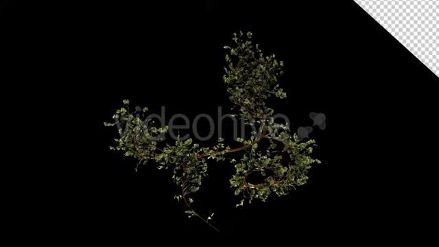 Bush Ivy Growing 01 | Motion Graphics - Envato elements смотреть онлайн
