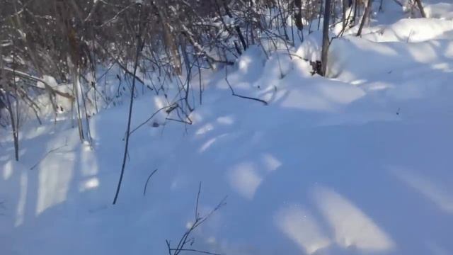 проверка петель на зайца 18.11.2016 мороз 32 градуса смотреть онлайн