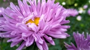 Сердечная рана 1 серия русская озвучка | Обзор и Дата выхода