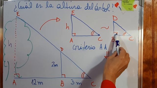 Cómo calcular la altura del árbol aplicando el teorema de tales смотреть онлайн