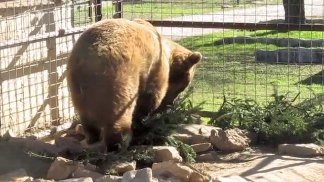 Grizzly Bears Denning with Christmas Trees! смотреть онлайн