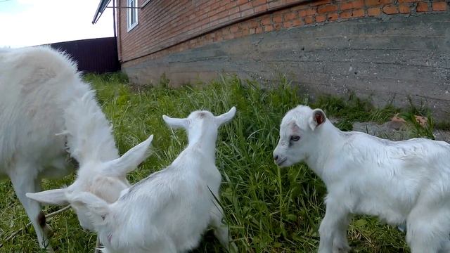 Козлята смотреть онлайн