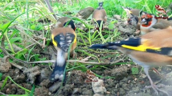 بتبتة تجعل تغريد الحسون قوي, مقنين