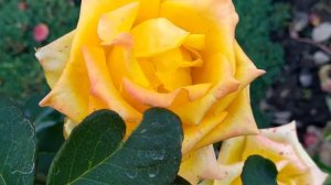 Грязная корзина 1 серия русская озвучка Турецкий сериал