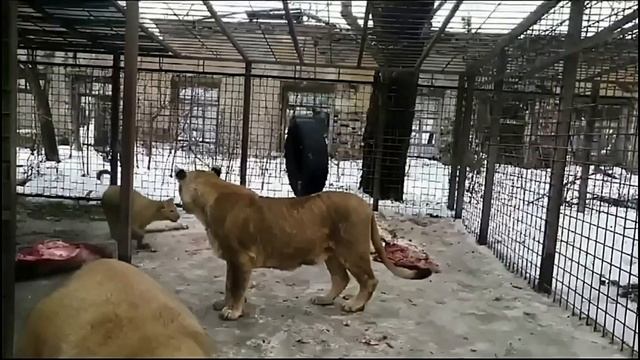 Котята Велеса смотреть онлайн