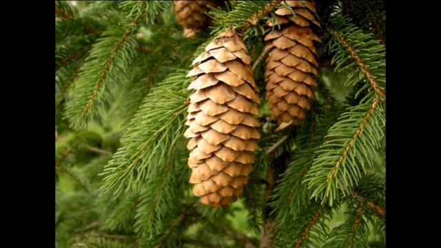 загадки о природе