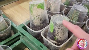 Укоренились клематисы! 27 января.