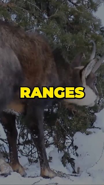 Chamois: Masters of the Mountain | Wildlife Short" смотреть онлайн