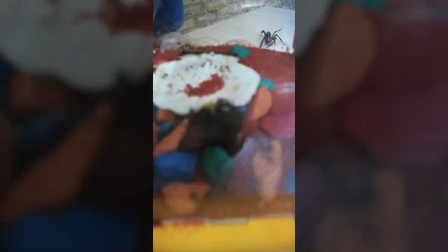 Шмель против муравьёв