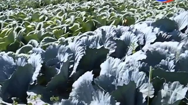 Специальный репортаж смотреть онлайн