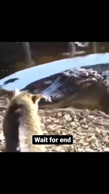 крутость котов зашкаливает😎 смотреть онлайн