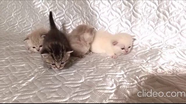 КОТЯТА КОРОТКИЕ ЛАПКИ, МАЛЫШИ смотреть онлайн