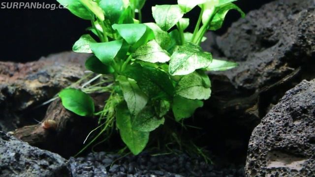 Anubias barteri nana Pinto - Anubis zakrslý Pinto - akvarijní rostliny | SURPAN.cz смотреть онлайн