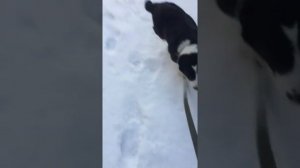Обучение щенка алабая