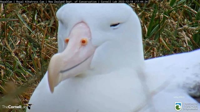 Royal Albatross ~ Non Breeder BGL Walks Past GLY's Nest! ♥ Beautiful Closeups! 12.18.22 смотреть онлайн
