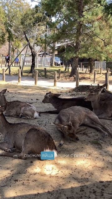 торговые автоматы в Японии #shorts смотреть онлайн