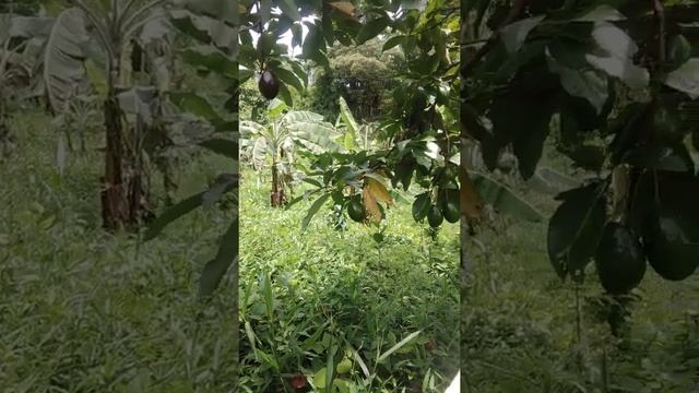 Coffee farming/Robusta Excelsa Barako смотреть онлайн