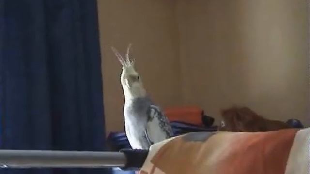 Пение молодой кореллы_2 смотреть онлайн