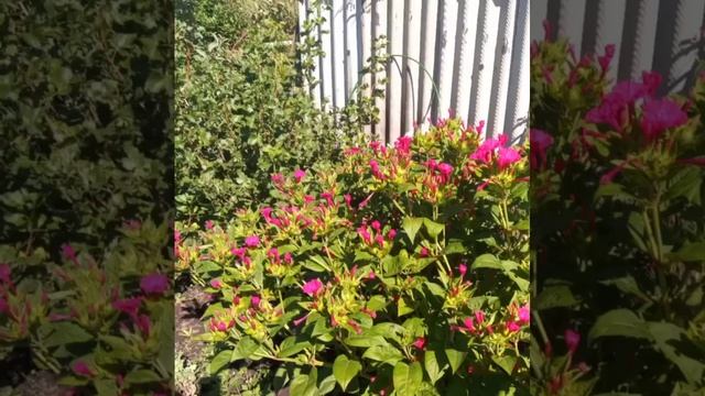 Вот уж август пришел. смотреть онлайн