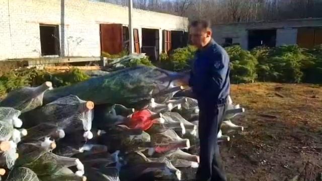 В Ульяновской области уже заготовлены хвойные деревья на продажу смотреть онлайн