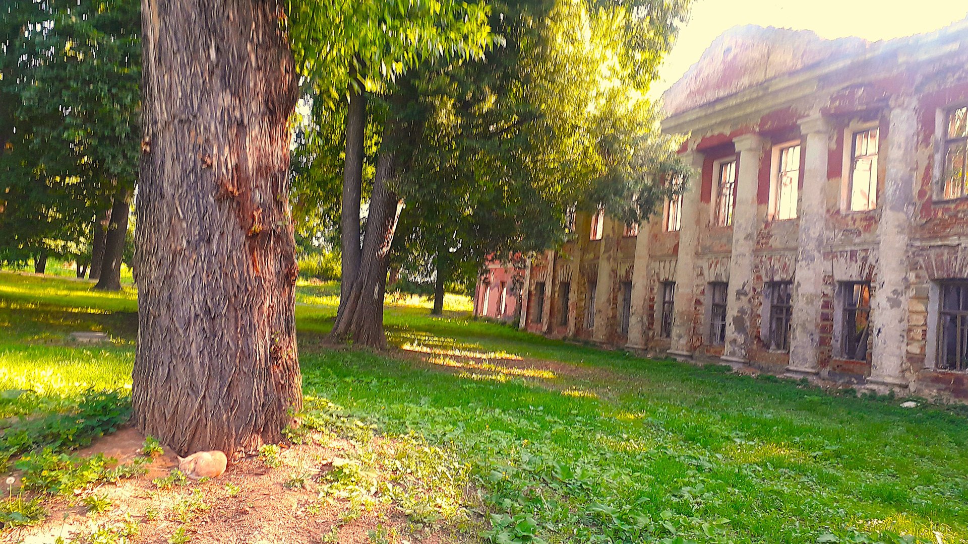 Обзор территории Тверской Губернской Земской больницы; дуб Александра II смотреть онлайн