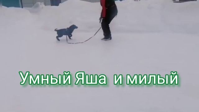 Прилежный ученик щенок Яша смотреть онлайн