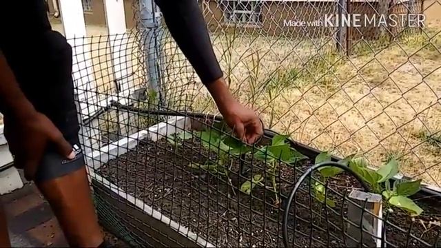 Diy drip irrigation system смотреть онлайн