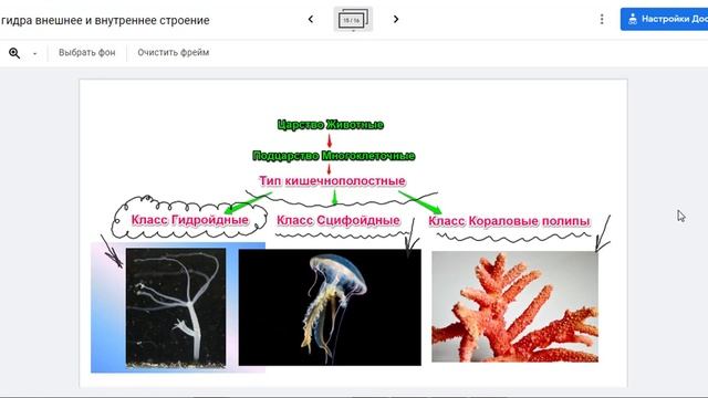 Медузы Кораллы смотреть онлайн