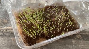 посев салата на джутовые коврики.