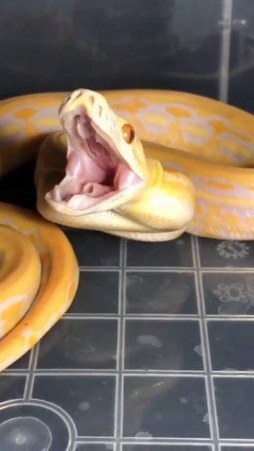 Learn Python #shorts смотреть онлайн