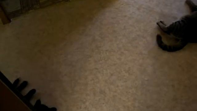 КоШАЧИЙ БоКС. СМОТРЕТЬ ДО КОНЦА смотреть онлайн