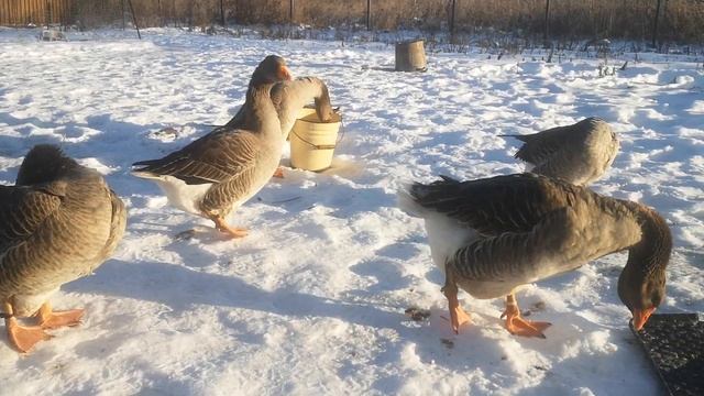 Гуси, началась зимовка