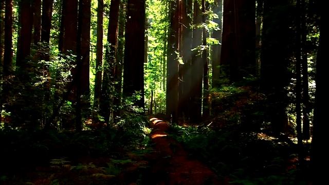 Успокаивающие ритмы природы смотреть онлайн