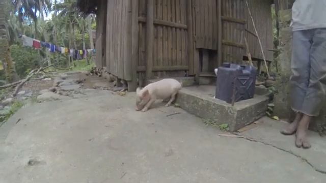 Little Piglet Scratching its Ass смотреть онлайн