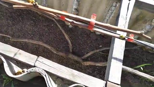 11. Виноград стартанул в рост. смотреть онлайн